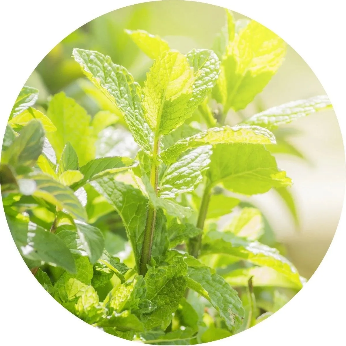 LIVING LIBATIONS - Peppermint Essential Oil