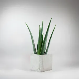 Set: Aloe Vera with Cube Cement Pot  | Gift for Plant Lovers