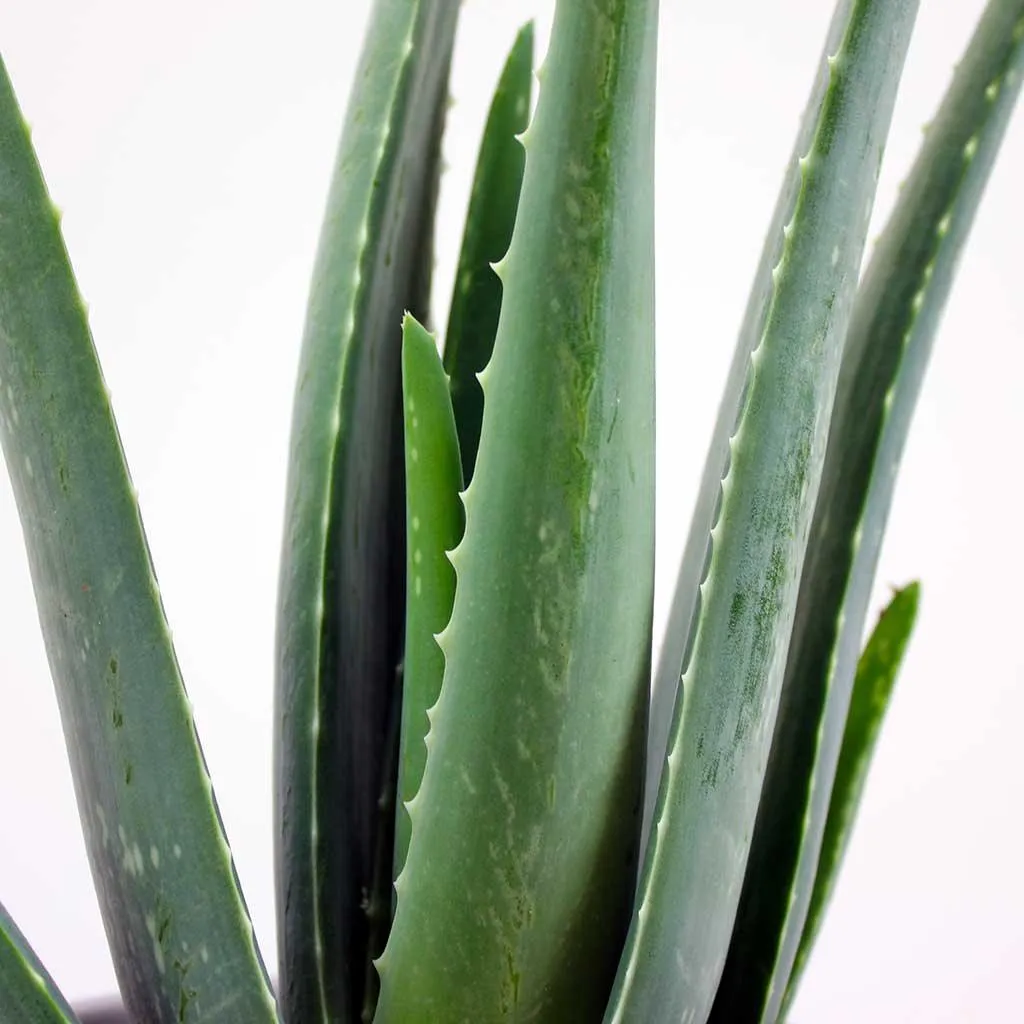 Set: Aloe Vera with Cube Cement Pot  | Gift for Plant Lovers