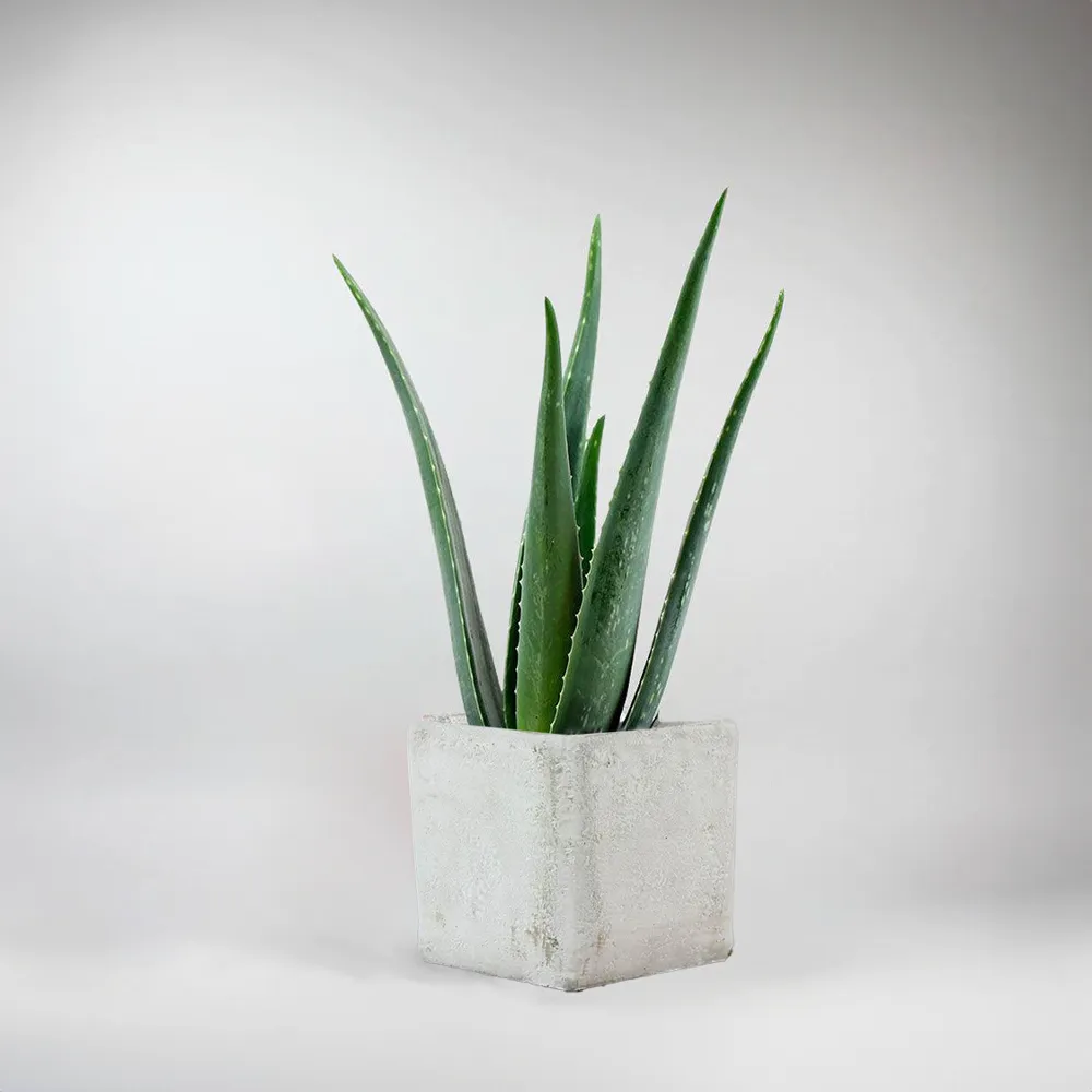 Set: Aloe Vera with Cube Cement Pot  | Gift for Plant Lovers